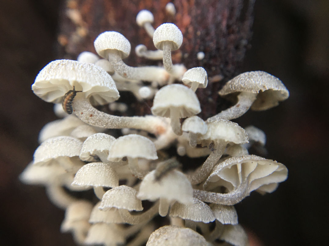 mycena