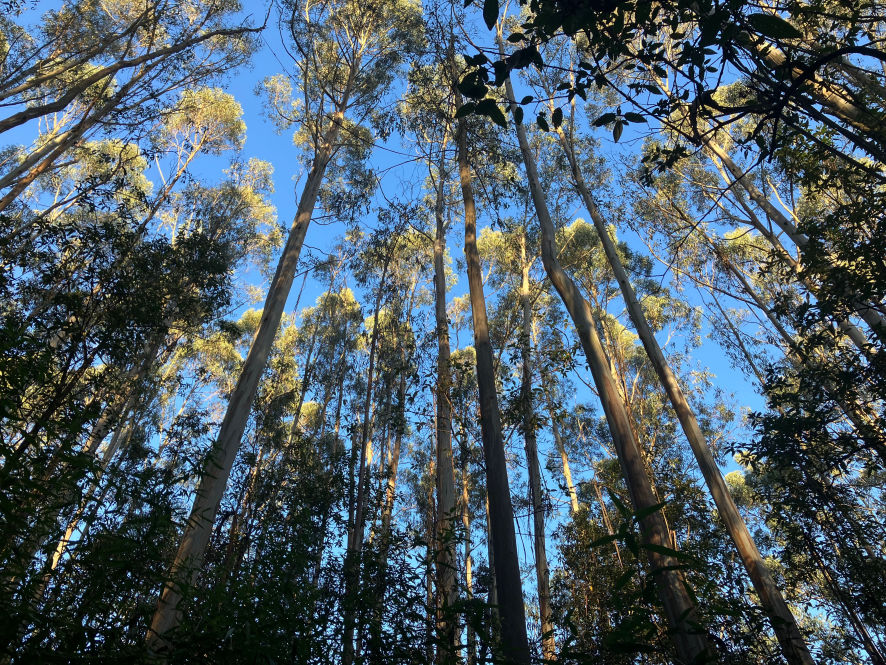 bluegum plantation