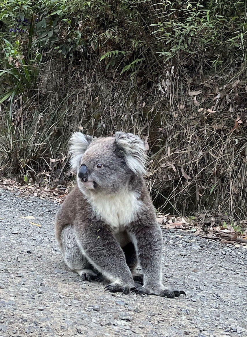 Strzelecki koala